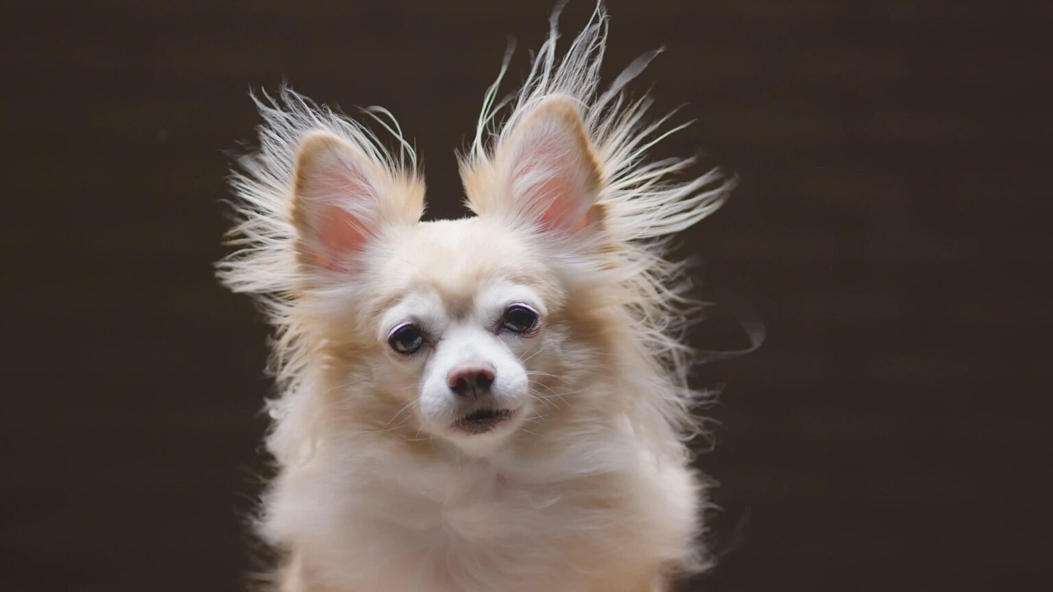 Blog Dog Grooming Manchester CT