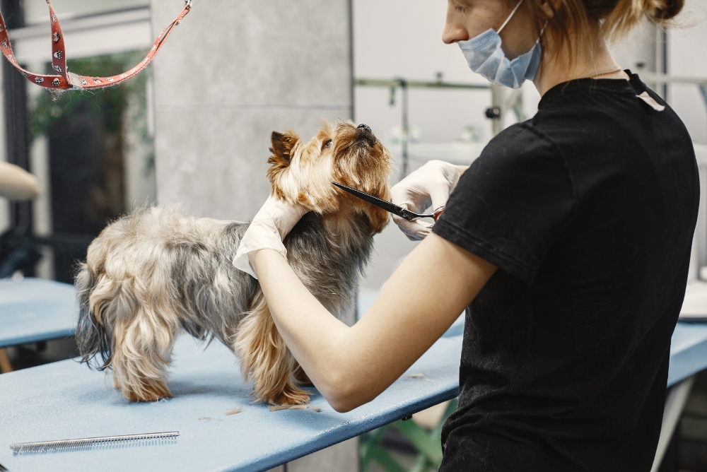 Dog Grooming Services in Hartford CT