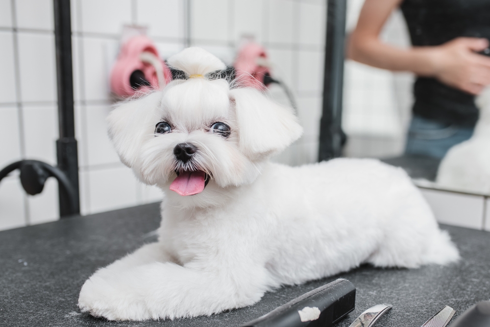 Dog Grooming Services in New Britain CT
