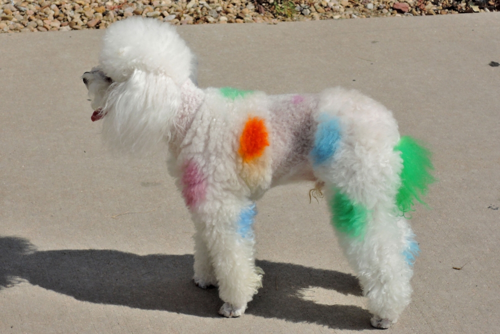 Poodle Hair Coloring in New Britain CT