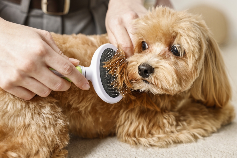 Dog Grooming Services in Rockville CT
