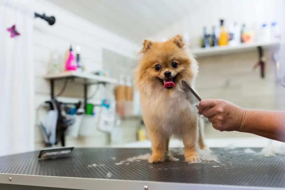 Dog Grooming Services in Vernon CT